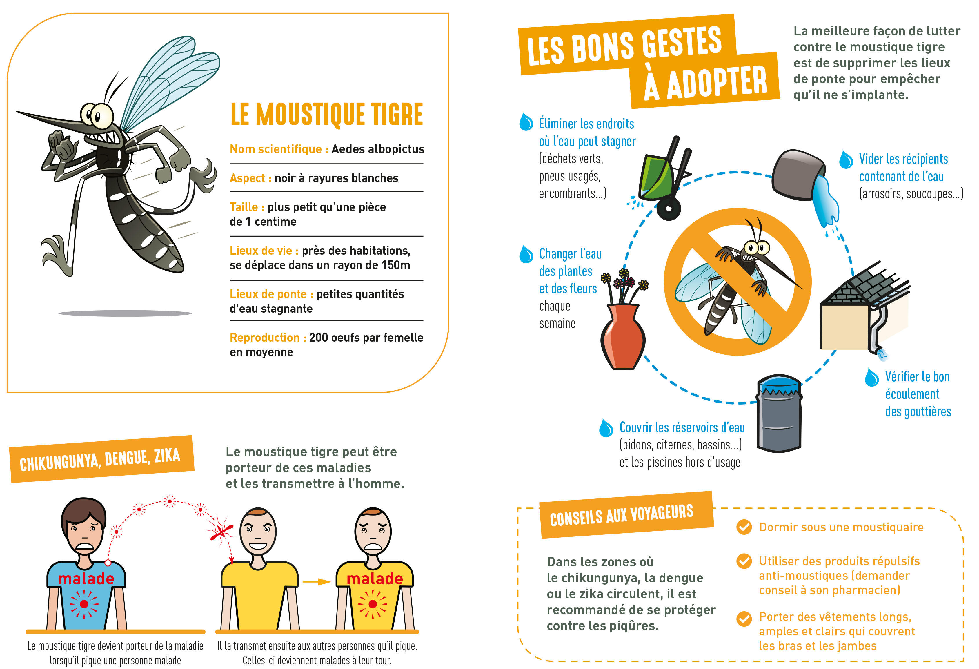 Moustique tigre : les bons gestes à adopter