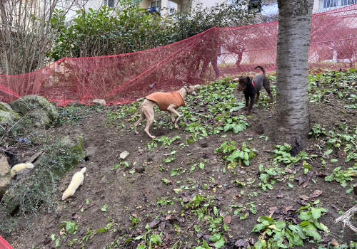 dératisation chiens et furets