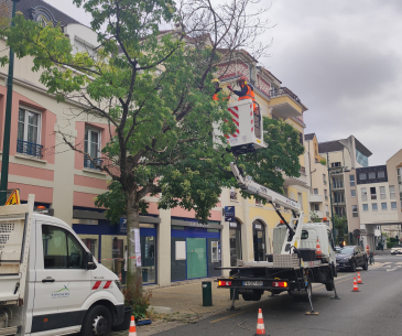 soins arbre