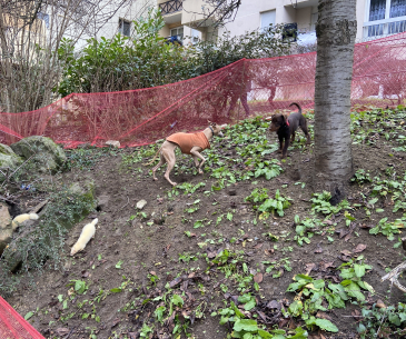 dératisation chiens et furets