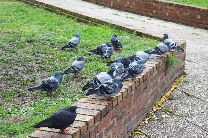 Pigeon Pigeons