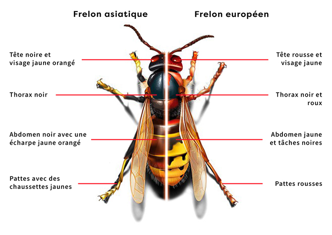 frelon asiatique vs européen