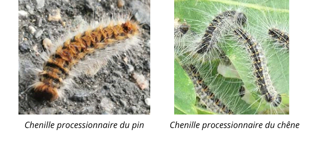 nuisibles-site.png