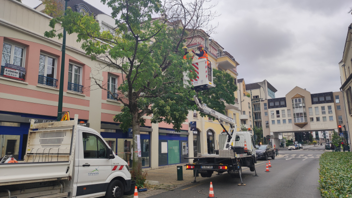 soins arbre