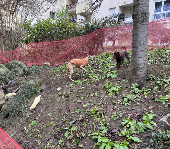 dératisation chiens et furets