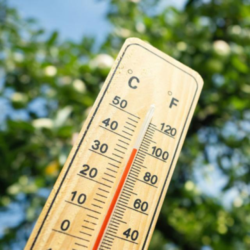 Canicule