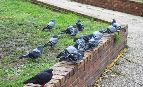 Pigeons 